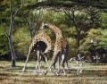 duelling giraffes and birds